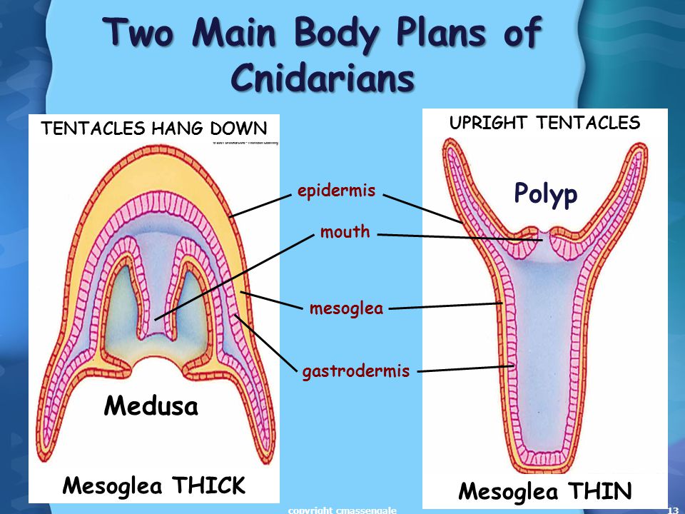 13 Two Main Body Plans of Cnidarians epidermis mesoglea gastrodermis Medusa Polyp UPRIGHT TENTACLES TENTACLES HANG DOWN mouth Mesoglea THICK Mesoglea THIN copyright cmassengale