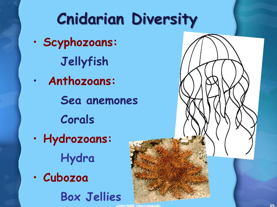 15 Cnidarian Diversity Scyphozoans: Jellyfish Anthozoans: Sea anemones Corals Hydrozoans: Hydra Cubozoa Box Jellies 15copyright cmassengale