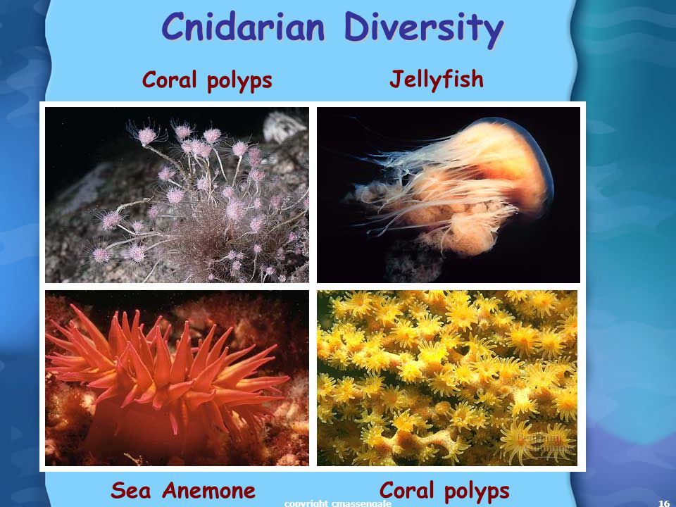 16 Cnidarian Diversity 16 Sea AnemoneCoral polyps Jellyfish Coral polyps copyright cmassengale