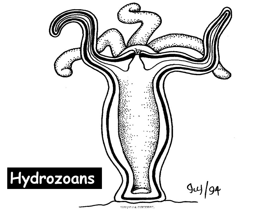 21 Hydrozoans copyright cmassengale