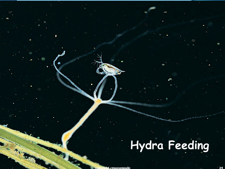 24 Hydra Feeding copyright cmassengale