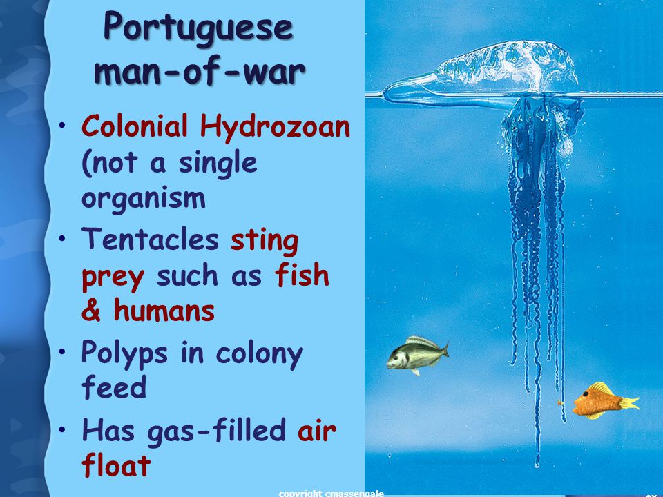 26 Colonial Hydrozoan (not a single organism Tentacles sting prey such as fish & humans Polyps in colony feed Has gas-filled air float Portuguese man-of-war copyright cmassengale