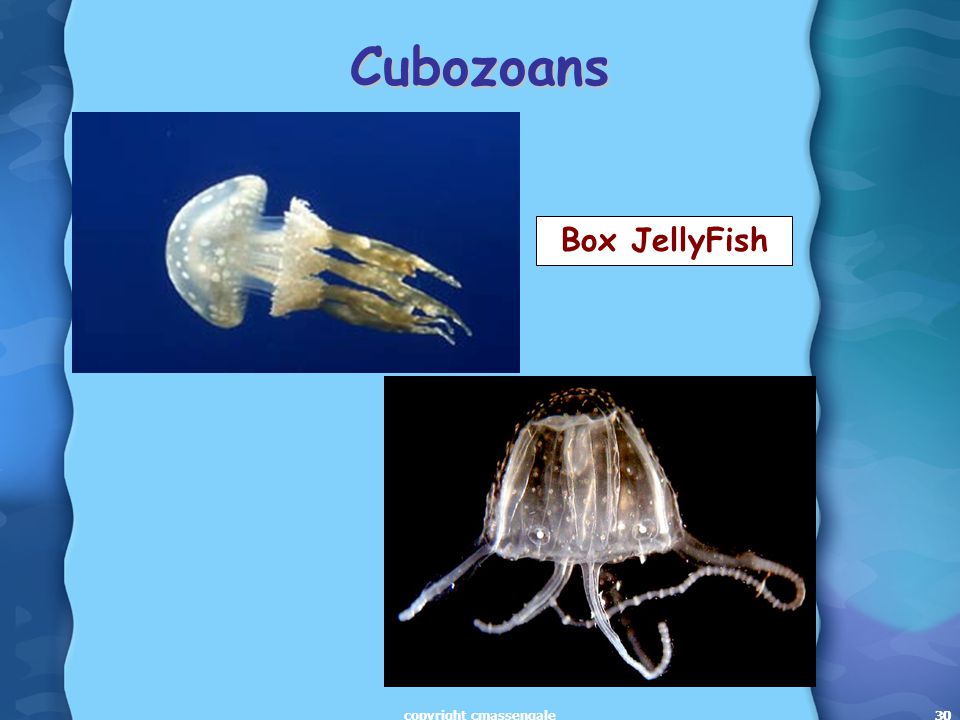 30 Cubozoans Box JellyFish 30copyright cmassengale