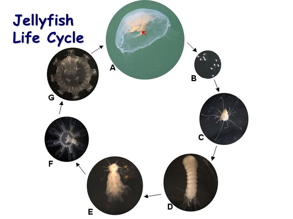 Jellyfish Life Cycle
