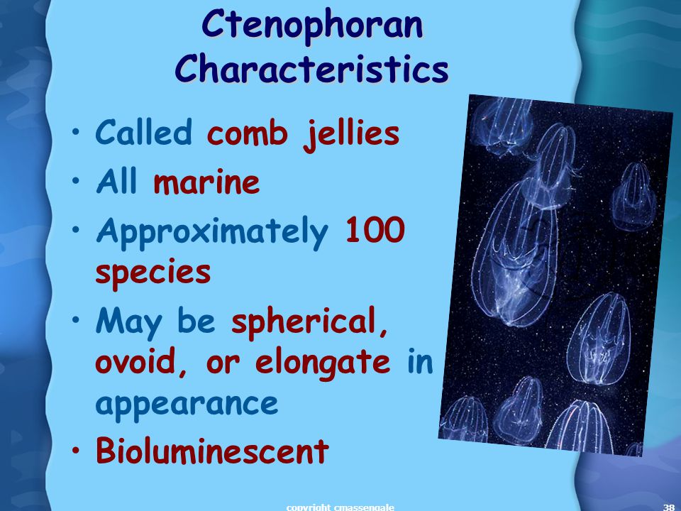 38 Ctenophoran Characteristics Called comb jellies All marine Approximately 100 species May be spherical, ovoid, or elongate in appearance Bioluminescent copyright cmassengale