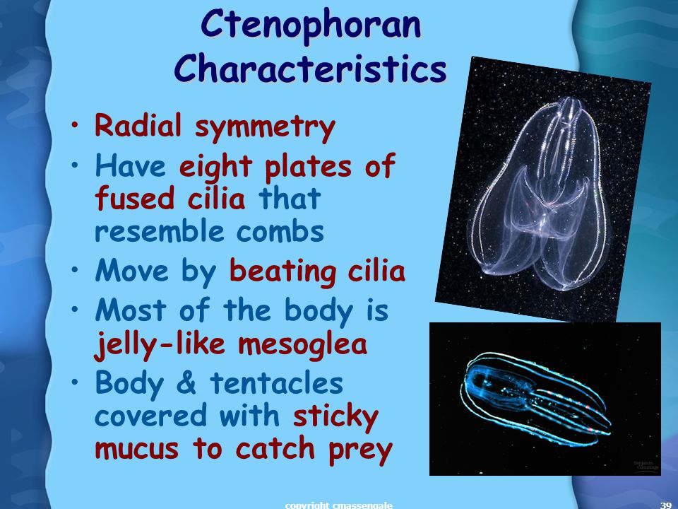 39 Ctenophoran Characteristics Radial symmetry Have eight plates of fused cilia that resemble combs Move by beating cilia Most of the body is jelly-like mesoglea Body & tentacles covered with sticky mucus to catch prey copyright cmassengale
