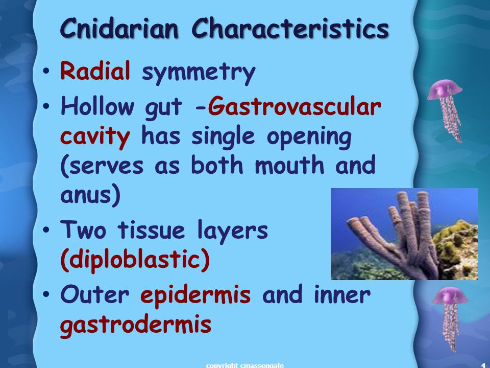 4 Cnidarian Characteristics Radial symmetry Hollow gut -Gastrovascular cavity has single opening (serves as both mouth and anus) Two tissue layers (diploblastic) Outer epidermis and inner gastrodermis 4copyright cmassengale