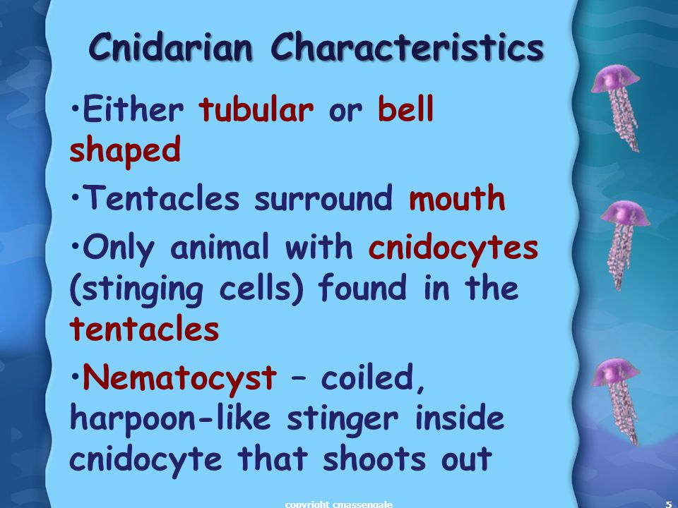 5 Cnidarian Characteristics Either tubular or bell shaped Tentacles surround mouth Only animal with cnidocytes (stinging cells) found in the tentacles Nematocyst – coiled, harpoon-like stinger inside cnidocyte that shoots out 5copyright cmassengale