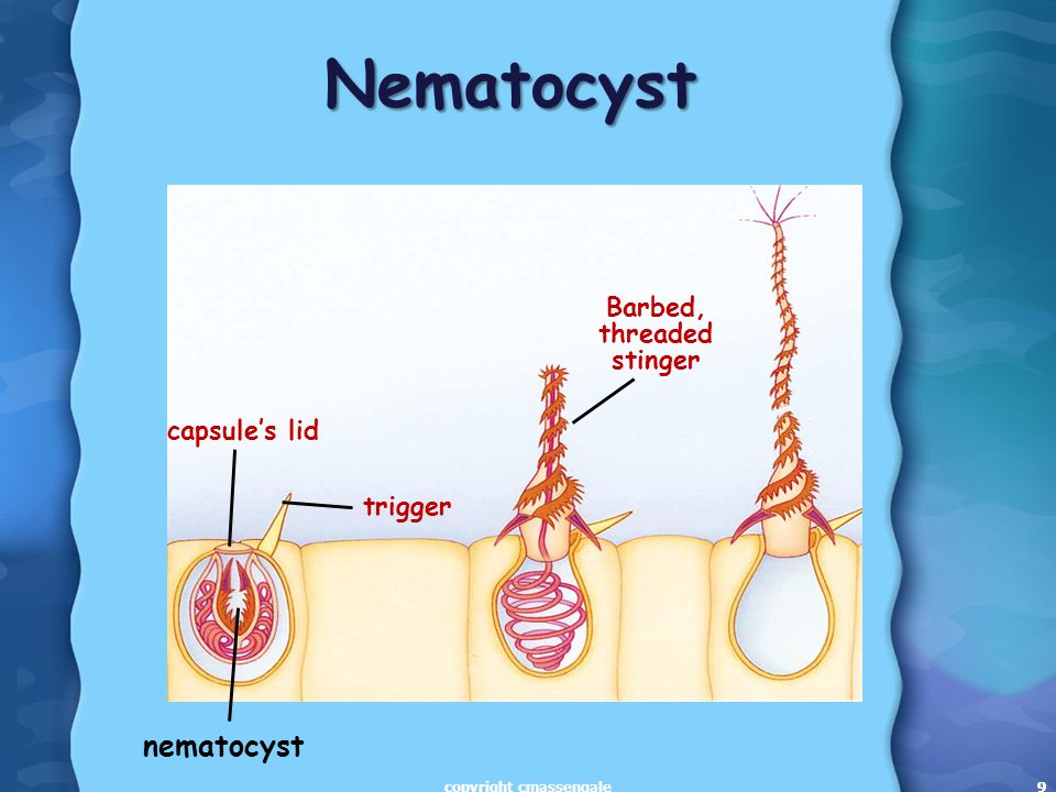 9 Nematocyst Barbed, threaded stinger capsule’s lid trigger nematocyst 9copyright cmassengale