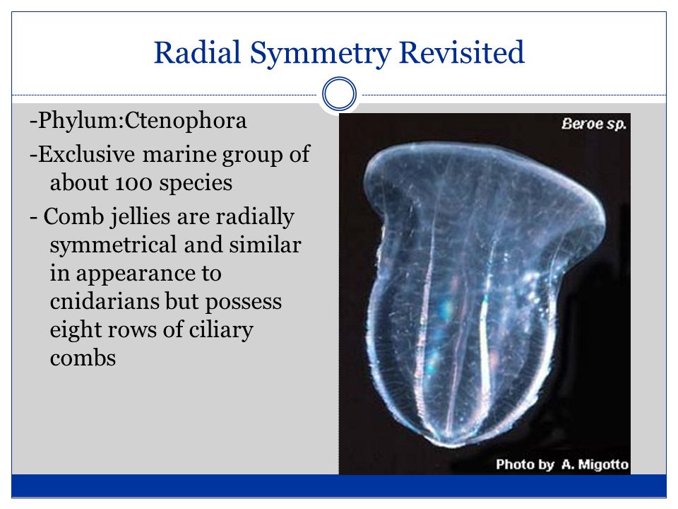 Radial Symmetry Revisited -Phylum:Ctenophora -Exclusive marine group of about 100 species - Comb jellies are radially symmetrical and similar in appearance to cnidarians but possess eight rows of ciliary combs