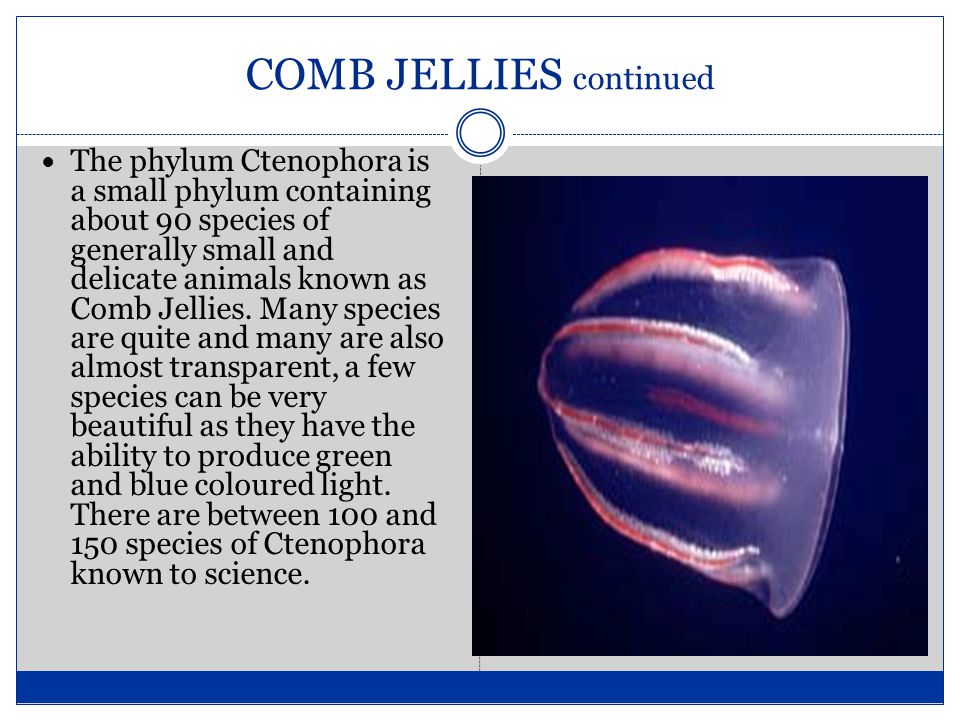COMB JELLIES continued The phylum Ctenophora is a small phylum containing about 90 species of generally small and delicate animals known as Comb Jellies.
