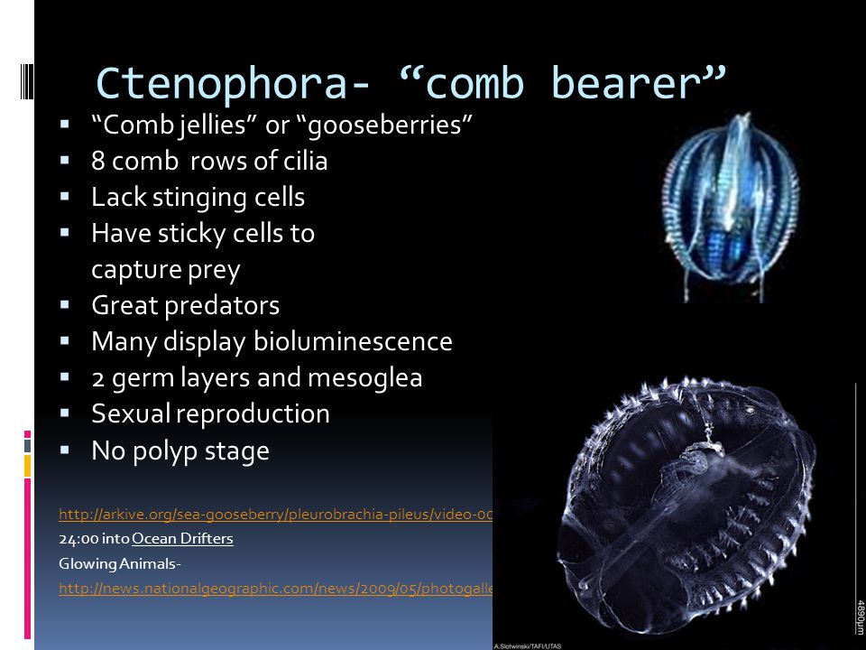 Ctenophora- comb bearer  Comb jellies or gooseberries  8 comb rows of cilia  Lack stinging cells  Have sticky cells to capture prey  Great predators  Many display bioluminescence  2 germ layers and mesoglea  Sexual reproduction  No polyp stage   24:00 into Ocean Drifters Glowing Animals-