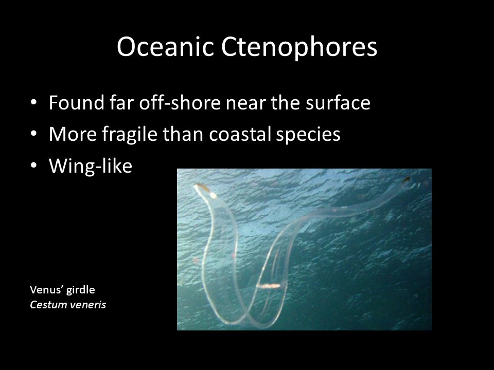 Oceanic Ctenophores Found far off-shore near the surface More fragile than coastal species Wing-like Venus’ girdle Cestum veneris