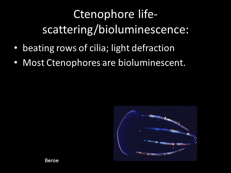 Ctenophore life- scattering/bioluminescence: beating rows of cilia; light defraction Most Ctenophores are bioluminescent.