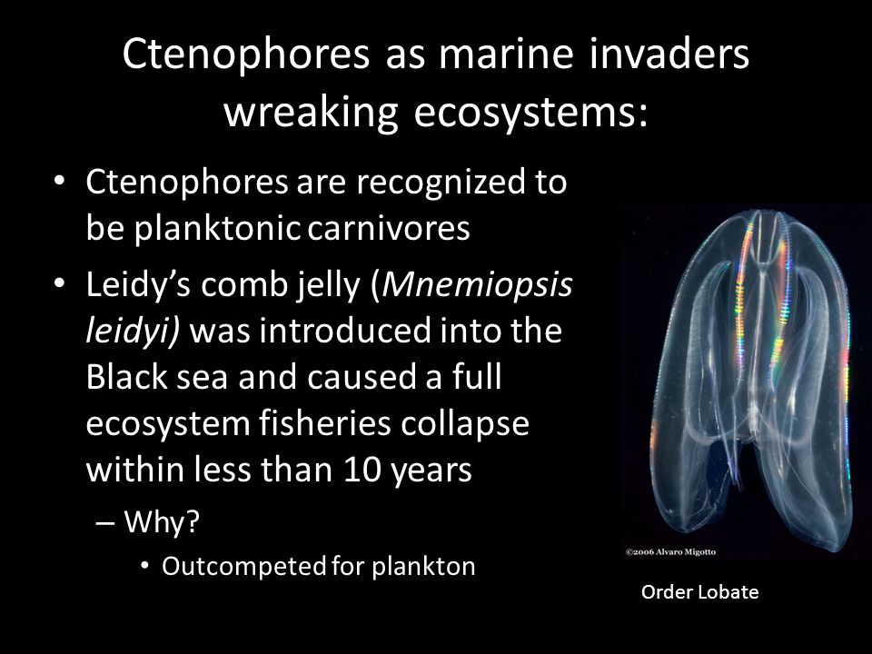 Ctenophores as marine invaders wreaking ecosystems: Ctenophores are recognized to be planktonic carnivores Leidy’s comb jelly (Mnemiopsis leidyi) was introduced into the Black sea and caused a full ecosystem fisheries collapse within less than 10 years – Why.