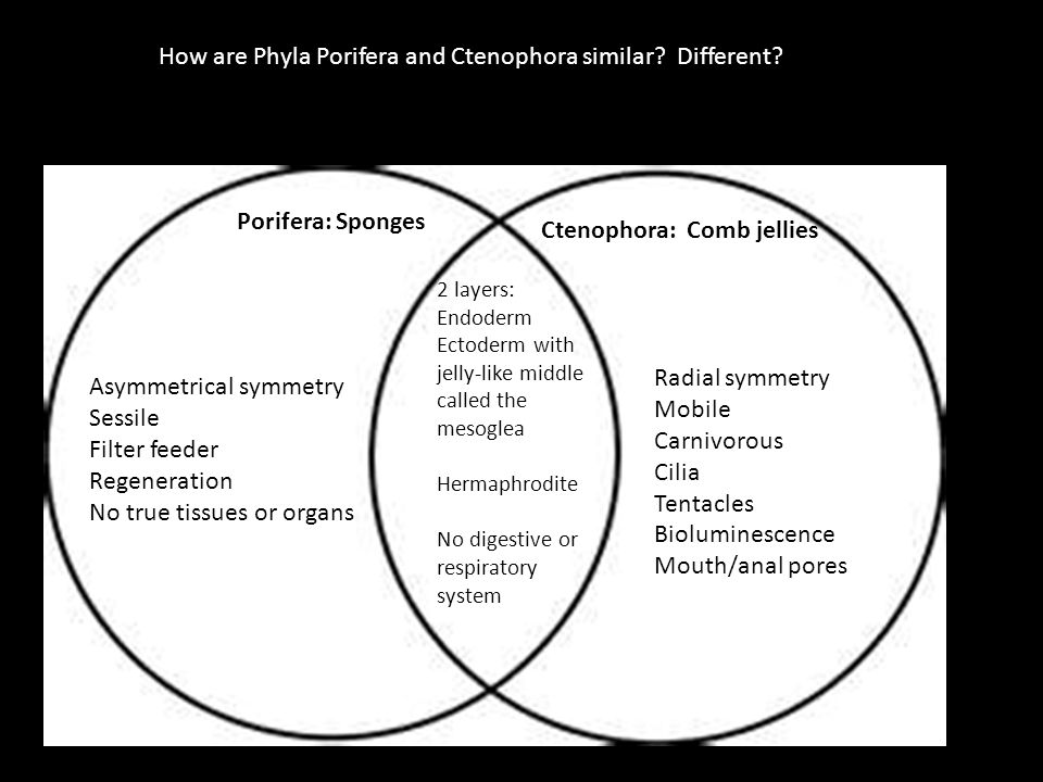How are Phyla Porifera and Ctenophora similar. Different.