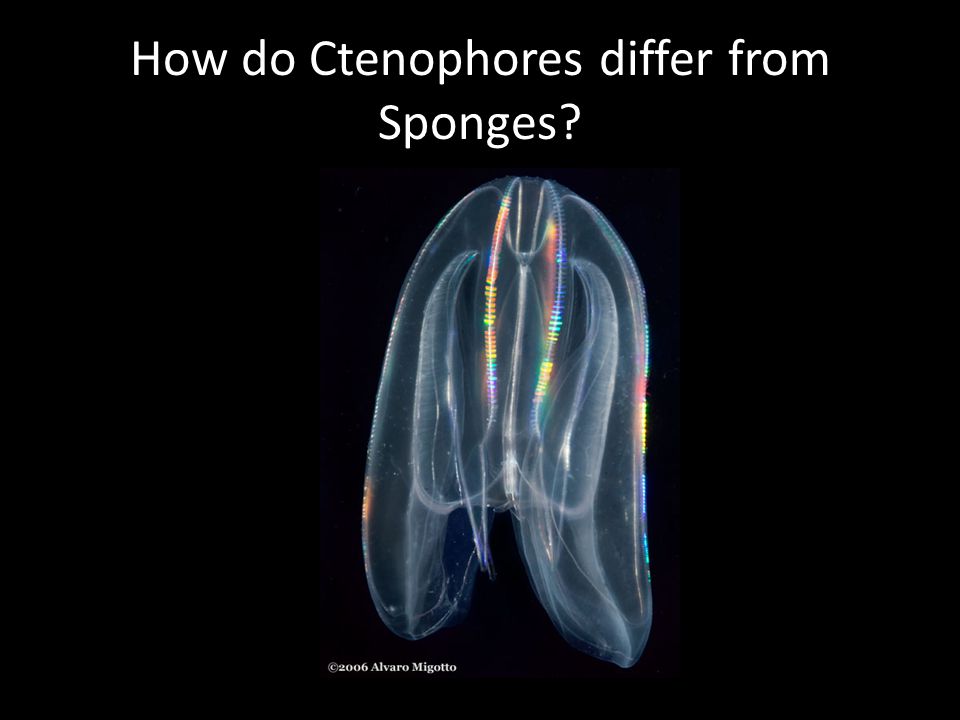 How do Ctenophores differ from Sponges
