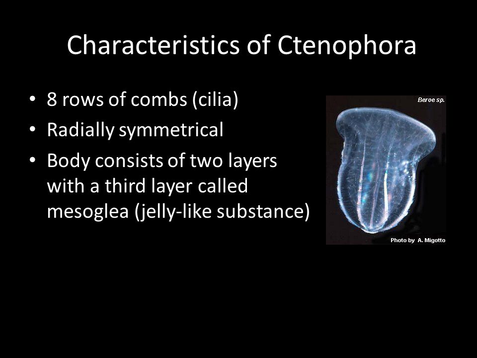 Characteristics of Ctenophora 8 rows of combs (cilia) Radially symmetrical Body consists of two layers with a third layer called mesoglea (jelly-like substance)
