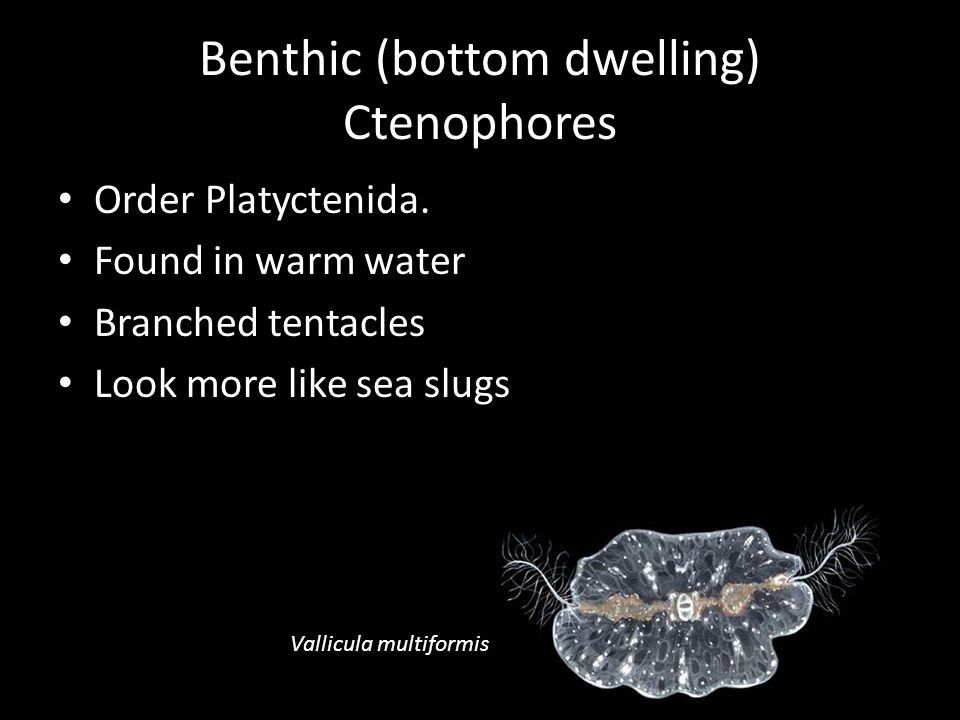 Benthic (bottom dwelling) Ctenophores Order Platyctenida.