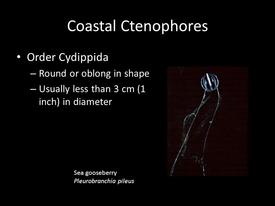 Coastal Ctenophores Order Cydippida – Round or oblong in shape – Usually less than 3 cm (1 inch) in diameter Sea gooseberry Pleurobranchia pileus