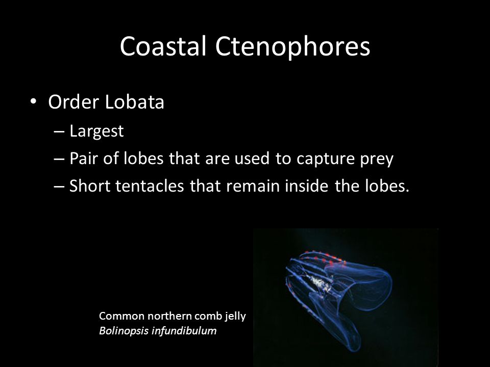 Coastal Ctenophores Order Lobata – Largest – Pair of lobes that are used to capture prey – Short tentacles that remain inside the lobes.