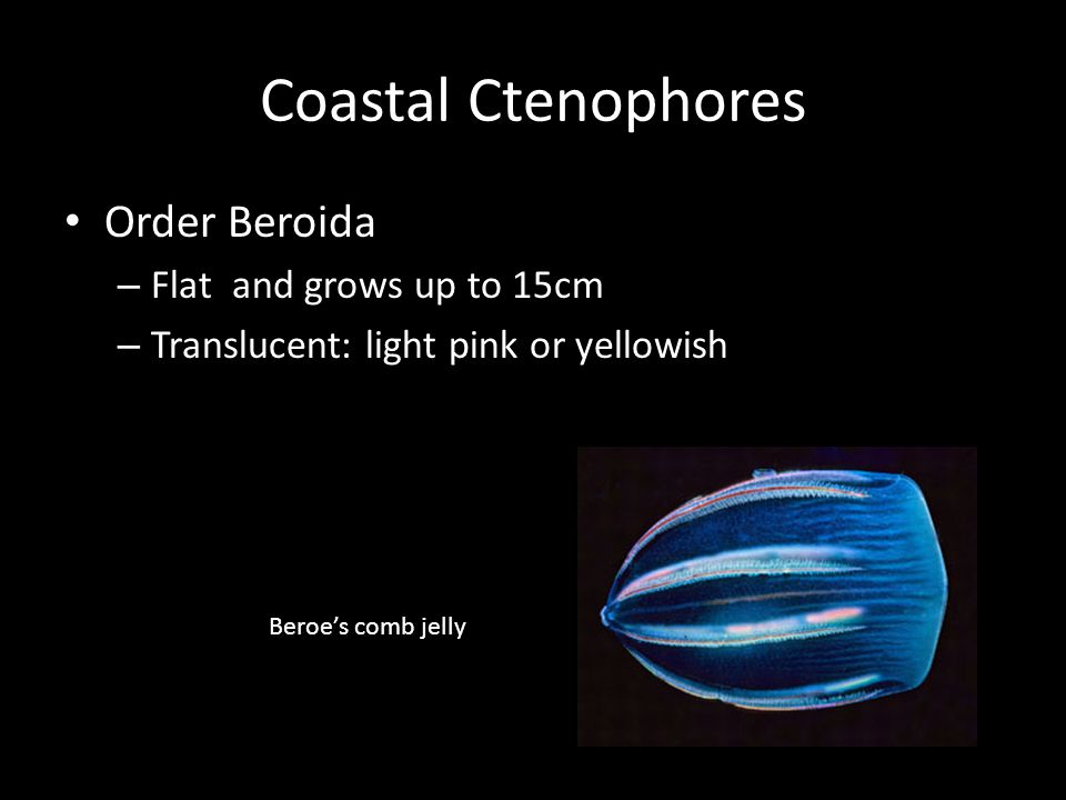 Coastal Ctenophores Order Beroida – Flat and grows up to 15cm – Translucent: light pink or yellowish Beroe’s comb jelly