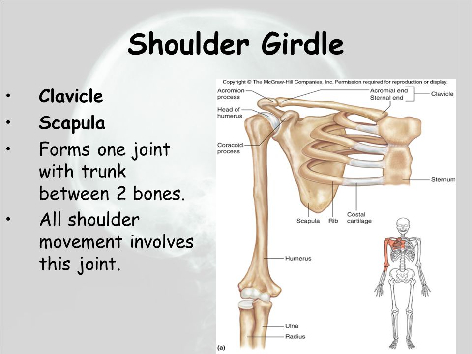 structure of the skeleton ppt video online download what bones form the shoulder girdle