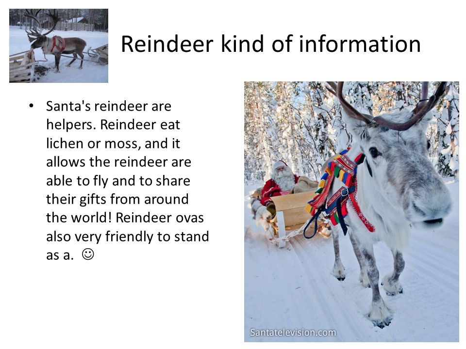 Santa and Reindeer Santa and the reindeer have shared their gifts from around the world over the at Christmas.