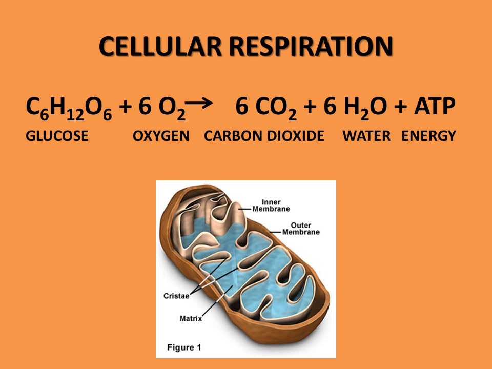 cellular respiration.