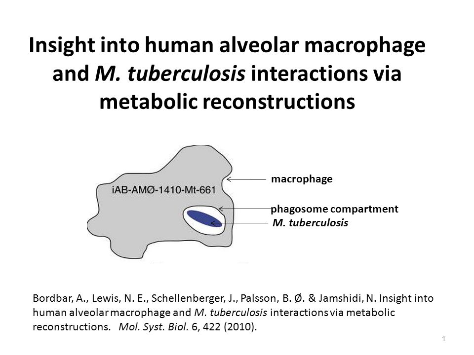 Insight into human alveolar macrophage and M.