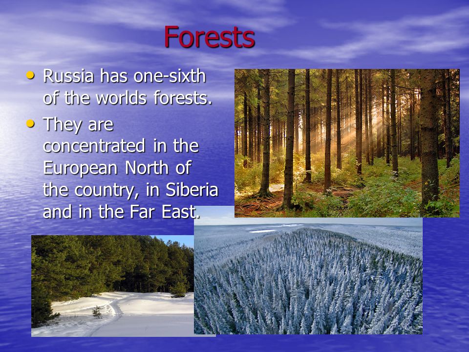 Forests Forests Russia has one-sixth of the worlds forests.