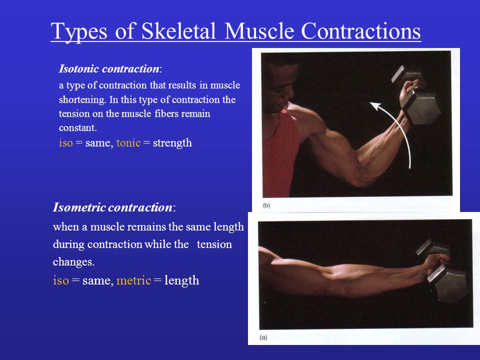 skeletal muscle contraction