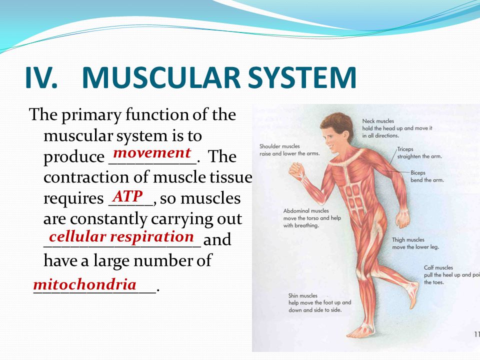 chapter 36 integumentary skeletal muscular systems ppt video the heart and muscles form from the embryonic