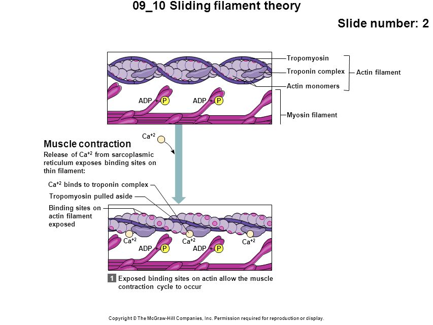 09_10 Sliding filament theory Slide number: 2 Copyright © The McGraw-Hill Companies, Inc.