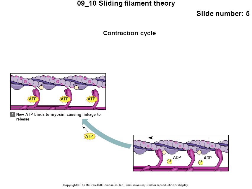 09_10 Sliding filament theory Slide number: 5 Copyright © The McGraw-Hill Companies, Inc.
