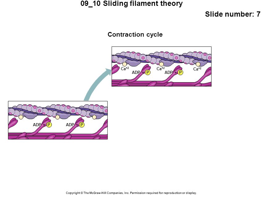 09_10 Sliding filament theory Slide number: 7 Copyright © The McGraw-Hill Companies, Inc.
