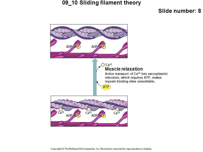 09_10 Sliding filament theory Slide number: 8 Copyright © The McGraw-Hill Companies, Inc.