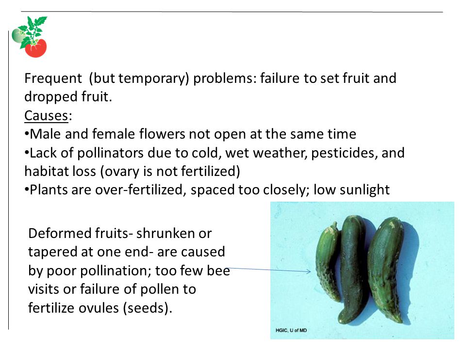 Frequent (but temporary) problems: failure to set fruit and dropped fruit.