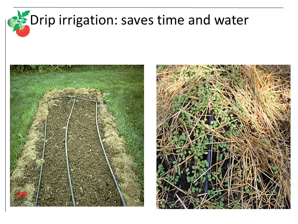 Drip irrigation: saves time and water