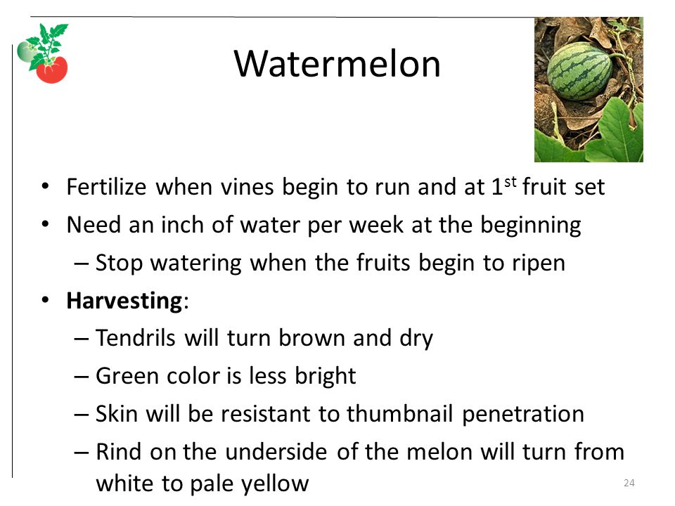 Watermelon Fertilize when vines begin to run and at 1 st fruit set Need an inch of water per week at the beginning – Stop watering when the fruits begin to ripen Harvesting: – Tendrils will turn brown and dry – Green color is less bright – Skin will be resistant to thumbnail penetration – Rind on the underside of the melon will turn from white to pale yellow 24