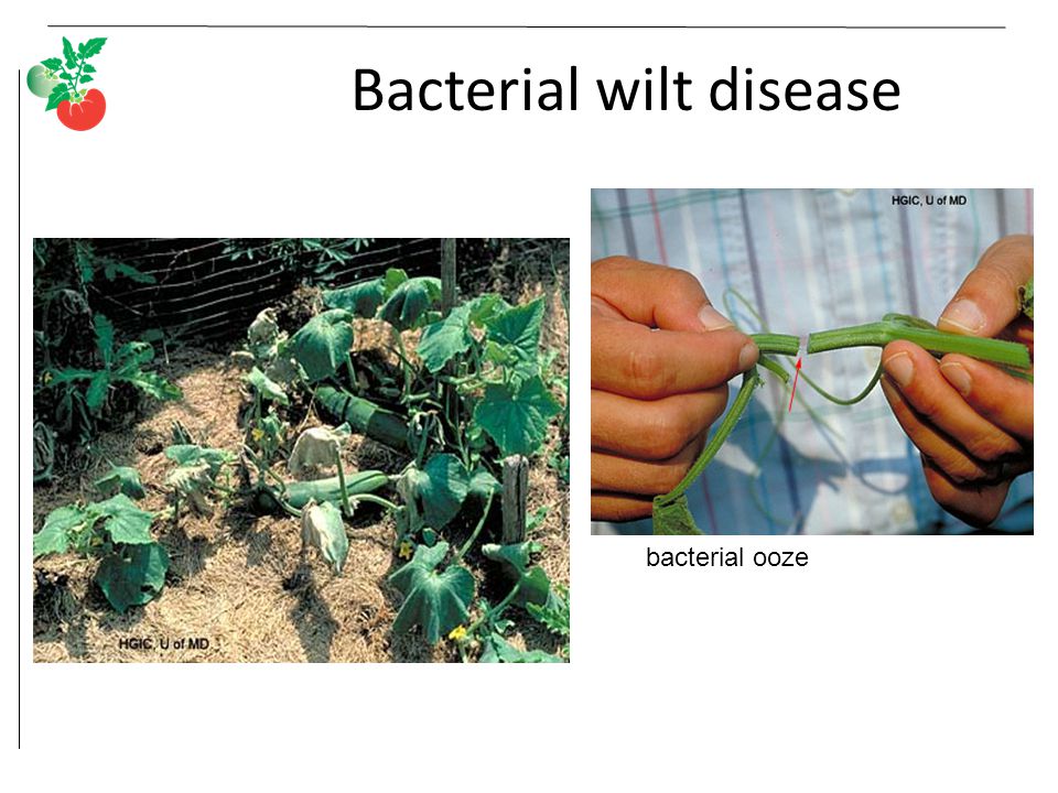 Bacterial wilt disease bacterial ooze
