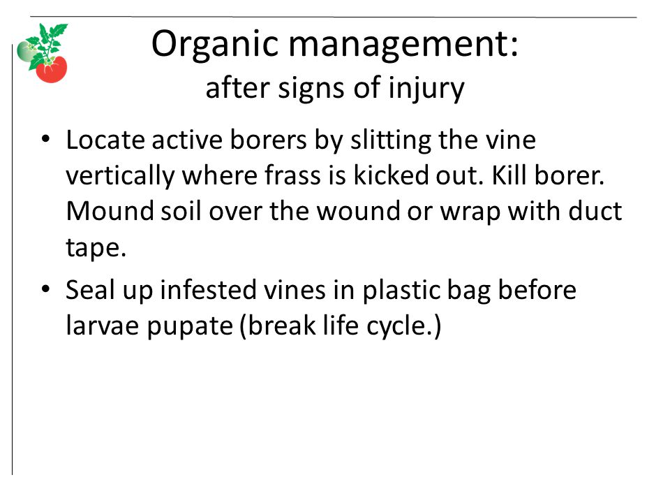Organic management: after signs of injury Locate active borers by slitting the vine vertically where frass is kicked out.