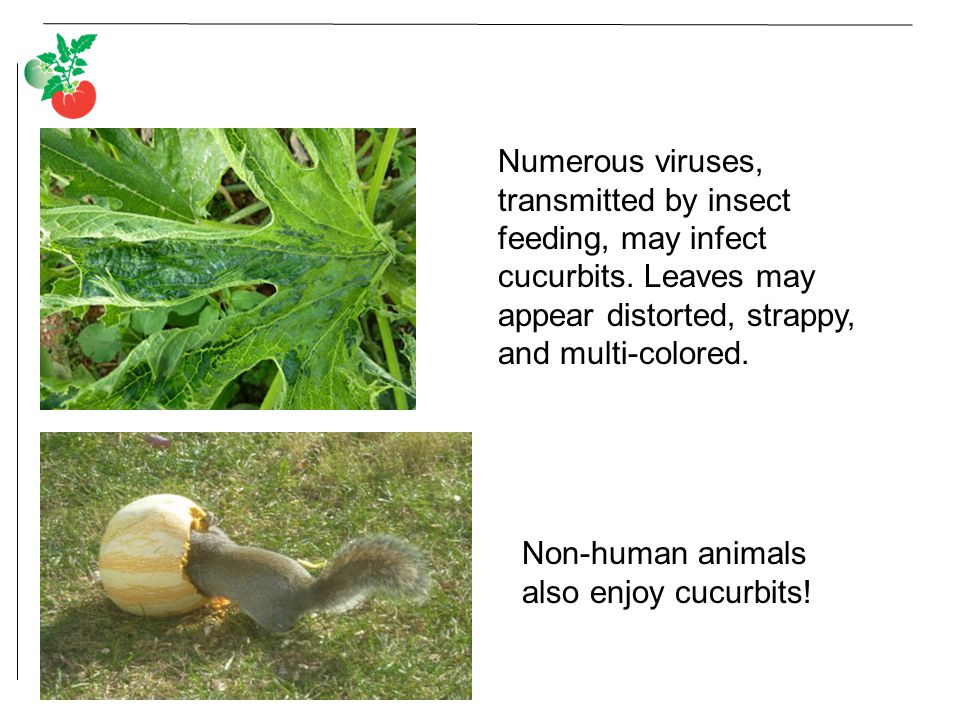 Numerous viruses, transmitted by insect feeding, may infect cucurbits.