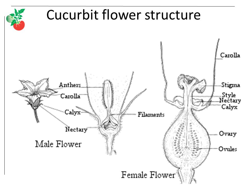 Cucurbit flower structure
