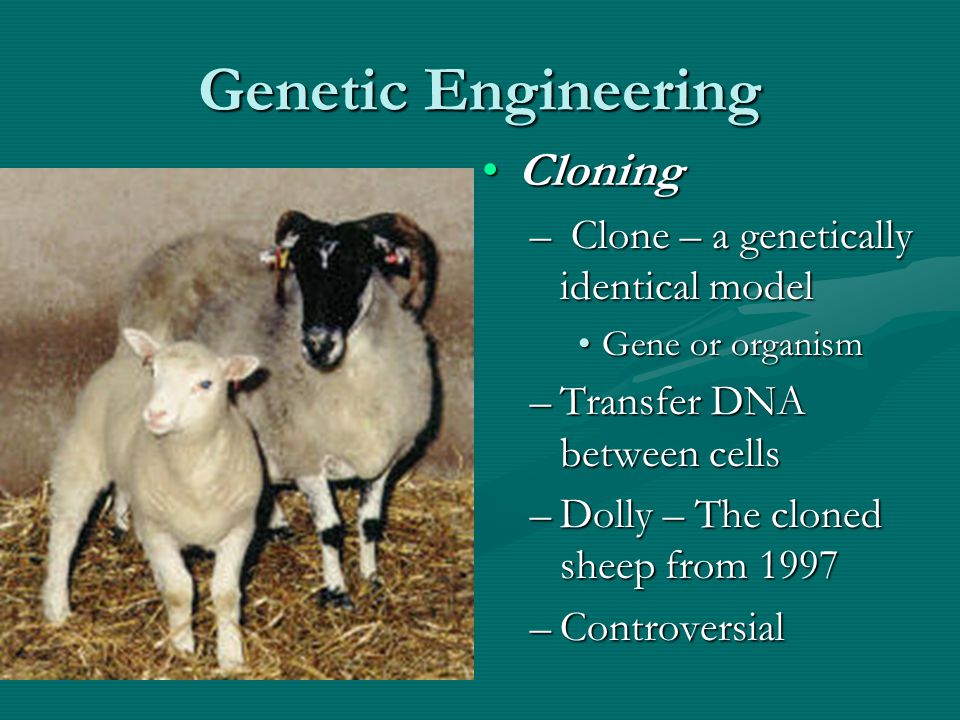 Genetic Engineering Cloning – Clone – a genetically identical model Gene or organism –Transfer DNA between cells –Dolly – The cloned sheep from 1997 –Controversial