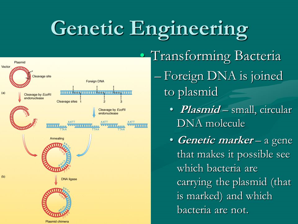 Genetic Engineering Transforming Bacteria –Foreign DNA is joined to plasmid Plasmid – small, circular DNA molecule Genetic marker – a gene that makes it possible see which bacteria are carrying the plasmid (that is marked) and which bacteria are not.