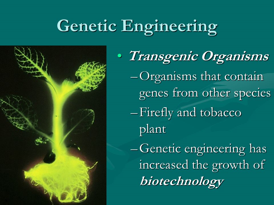 Genetic Engineering Transgenic Organisms –Organisms that contain genes from other species –Firefly and tobacco plant –Genetic engineering has increased the growth of biotechnology