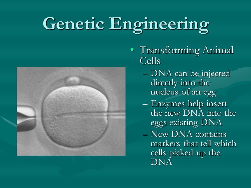 Genetic Engineering Transforming Animal Cells –DNA can be injected directly into the nucleus of an egg –Enzymes help insert the new DNA into the eggs existing DNA –New DNA contains markers that tell which cells picked up the DNA