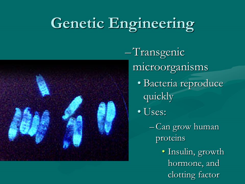 Genetic Engineering –Transgenic microorganisms Bacteria reproduce quickly Uses: –Can grow human proteins Insulin, growth hormone, and clotting factor