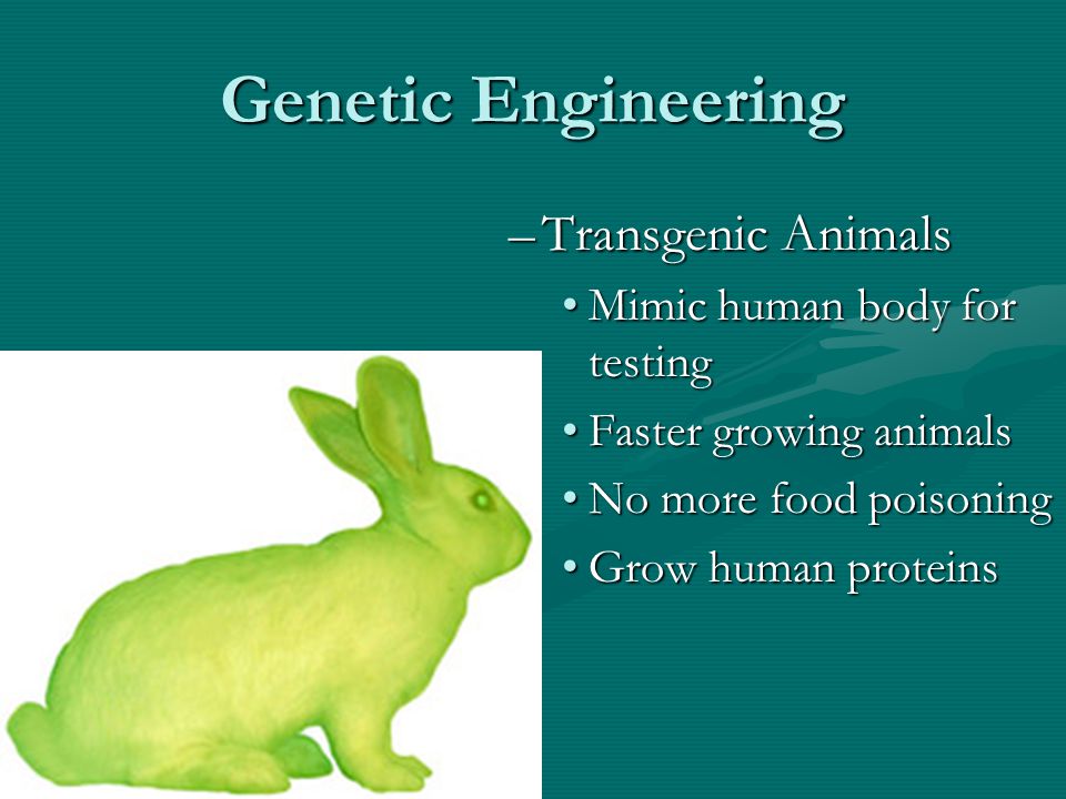 Genetic Engineering –Transgenic Animals Mimic human body for testing Faster growing animals No more food poisoning Grow human proteins